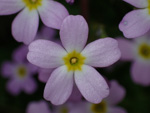 <i>Primula qiandaoensis </i>