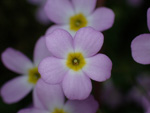 <i>Primula qiandaoensis </i>