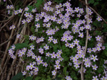 <i>Primula qiandaoensis </i>