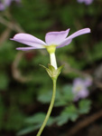 <i>Primula qiandaoensis </i>