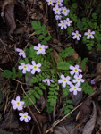 <i>Primula qiandaoensis </i>