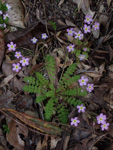 <i>Primula qiandaoensis </i>