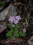 <i>Primula qiandaoensis </i>