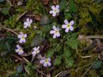 <i>Primula qiandaoensis </i>