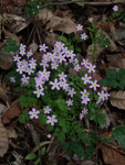 <i>Primula qiandaoensis </i>