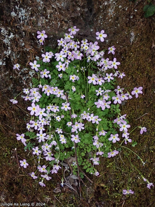 <i>Primula qiupuensis </i>