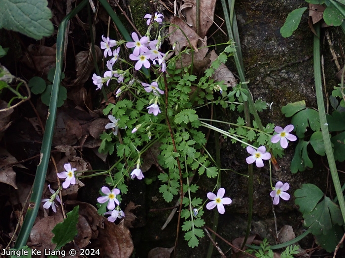 <i>Primula qiupuensis </i>