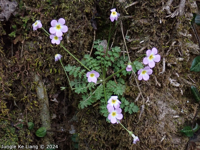 <i>Primula qiupuensis </i>