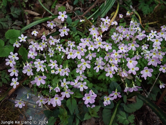 <i>Primula qiupuensis </i>