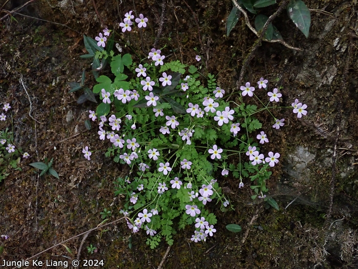 <i>Primula qiupuensis </i>