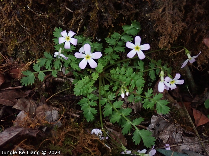 <i>Primula qiupuensis </i>