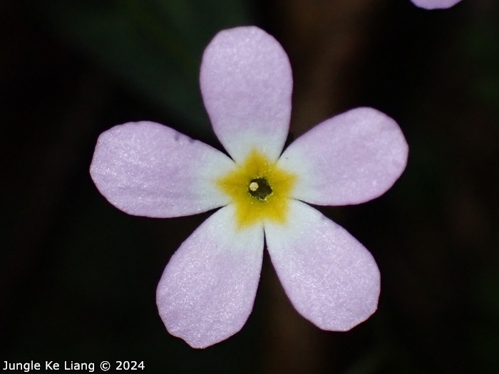 <i>Primula qiupuensis </i>