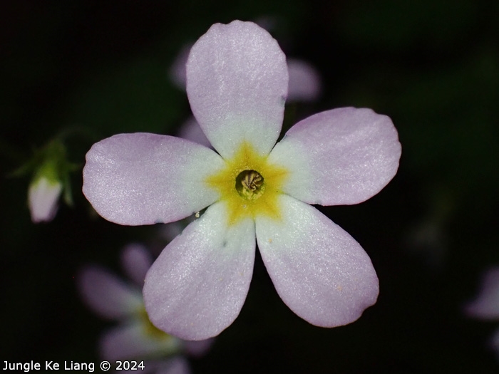 <i>Primula qiupuensis </i>