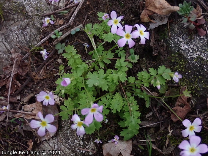 <i>Primula qiupuensis </i>