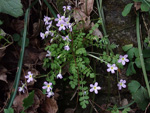 <i>Primula qiupuensis </i>