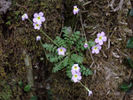 <i>Primula qiupuensis </i>