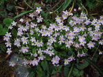 <i>Primula qiupuensis </i>