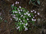 <i>Primula qiupuensis </i>