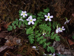 <i>Primula qiupuensis </i>