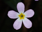 <i>Primula qiupuensis </i>