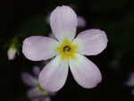 <i>Primula qiupuensis </i>