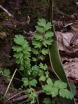 <i>Primula qiupuensis </i>