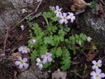 <i>Primula qiupuensis </i>