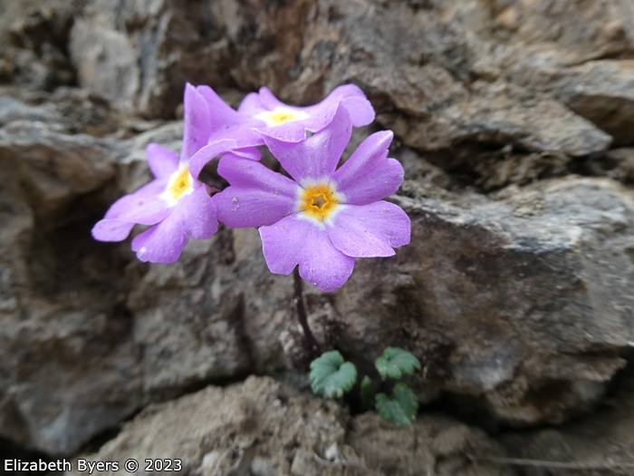 <i>Primula ramzanae </i>