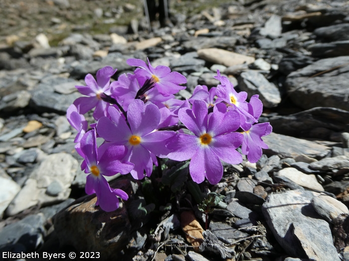 <i>Primula ramzanae </i>