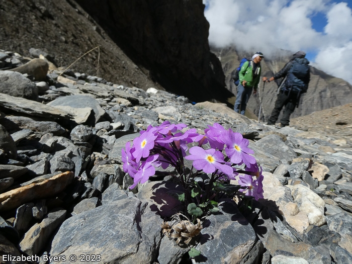 <i>Primula ramzanae </i>