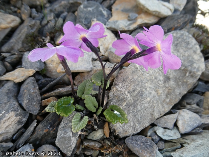 <i>Primula ramzanae </i>