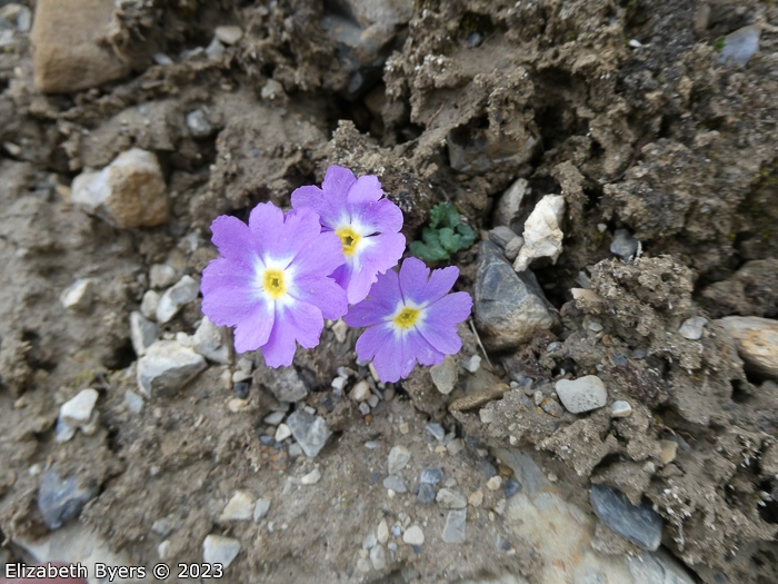 <i>Primula ramzanae </i>