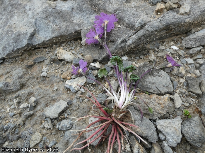 <i>Primula ramzanae </i>