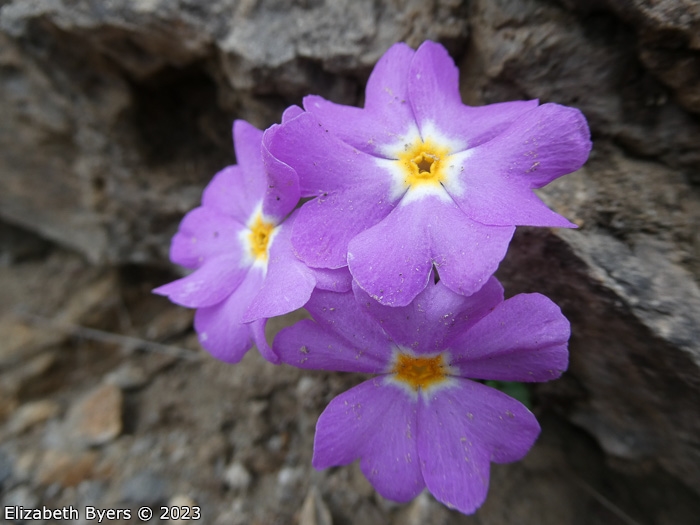 <i>Primula ramzanae </i>