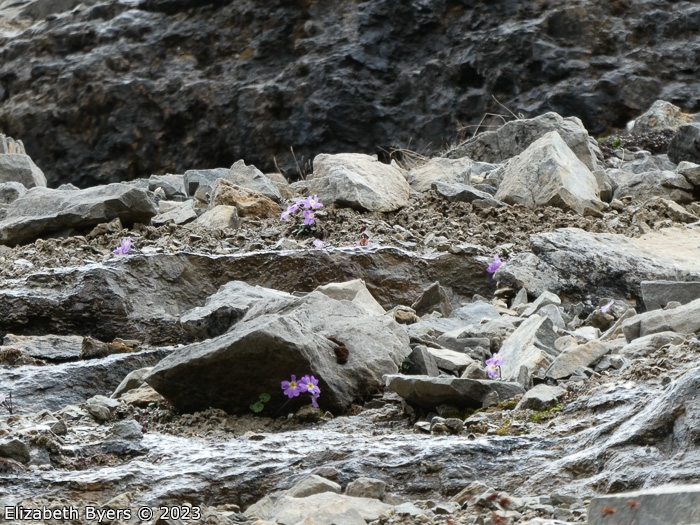 <i>Primula ramzanae </i>