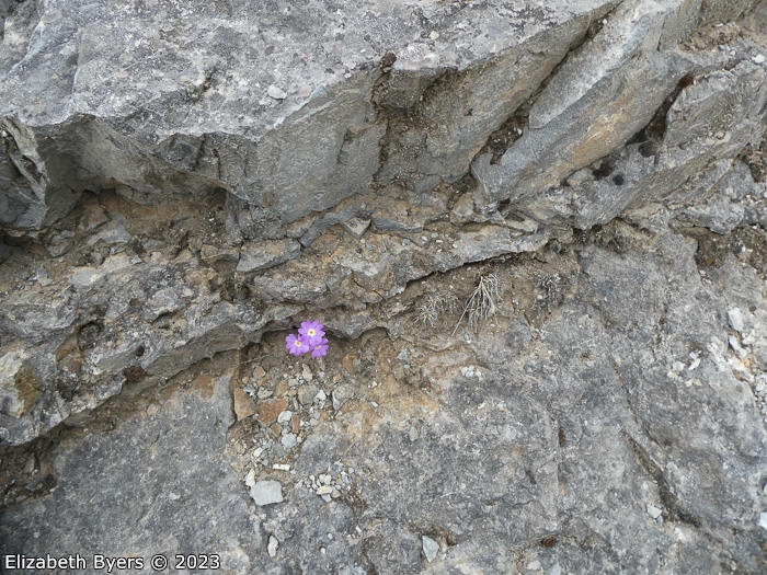 <i>Primula ramzanae </i>