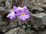 <i>Primula ramzanae </i>