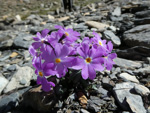 <i>Primula ramzanae </i>