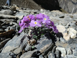 <i>Primula ramzanae </i>