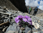 <i>Primula ramzanae </i>