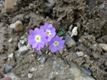 <i>Primula ramzanae </i>