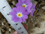 <i>Primula ramzanae </i>