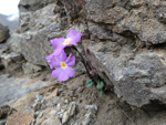 <i>Primula ramzanae </i>