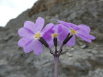 <i>Primula ramzanae </i>