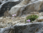 <i>Primula ramzanae </i>