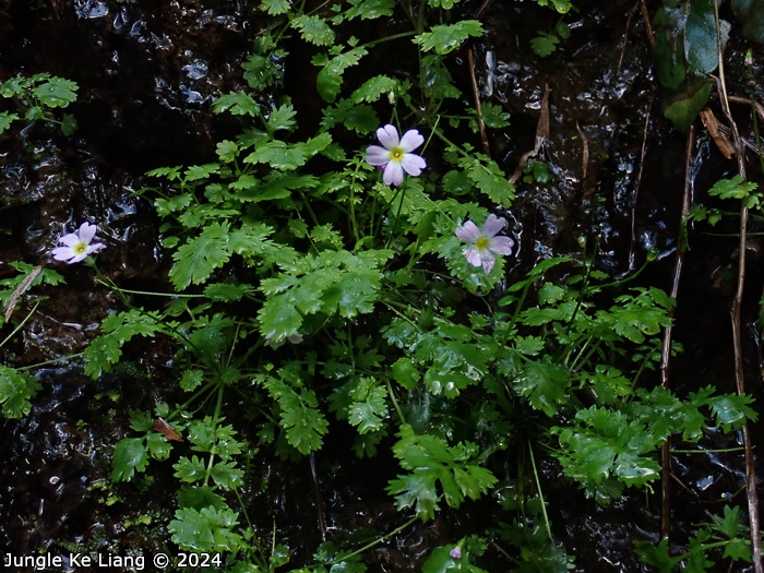 <i>Primula ranunculoides </i>