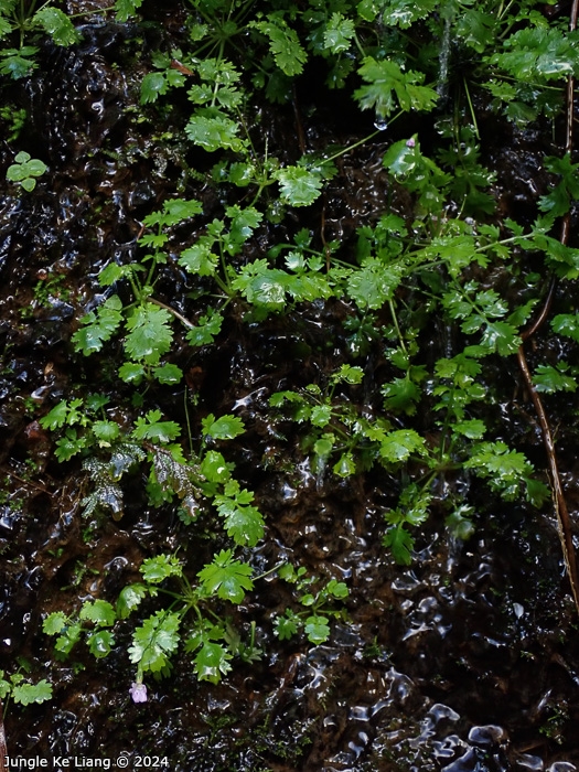 <i>Primula ranunculoides </i>