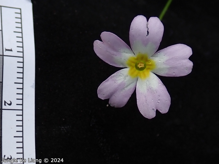 <i>Primula ranunculoides </i>