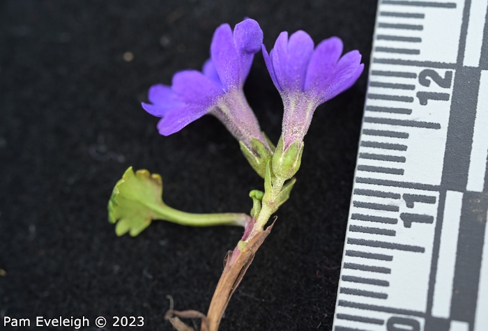 <i>Primula reptans </i>