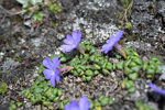 <i>Primula reptans </i>